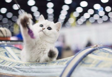 Зоошоу. Выставка животных