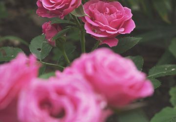 Выставка картин художника Эдгара