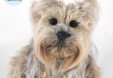 Собачка Йорк вязаная (на Заказ)