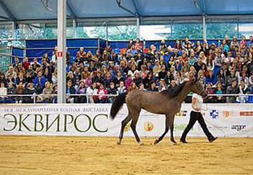 Эквирос осень 2015года