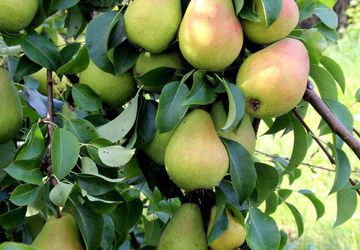 Практикум ВОЛШЕБНЫЙ САД своими руками