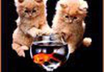 Котят отдам в хорошие руки. Красивая удлинённая мордочка, как у диких 