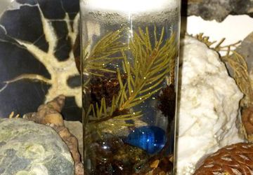 Сказочная тайга