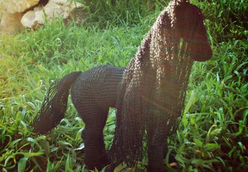 чёрная лошадка