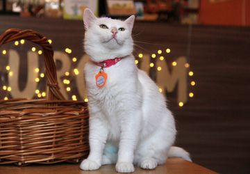 Выставка-раздача животных "Варежка"