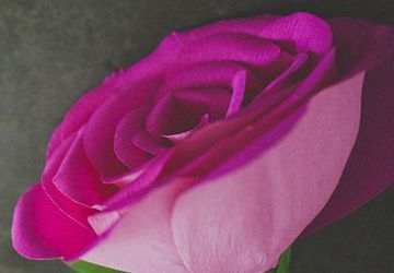 Розы из бумаги своими руками