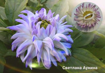 Резиночка для волос