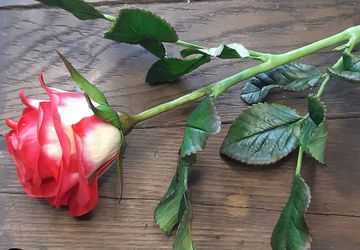 Роза из холодного фарфора