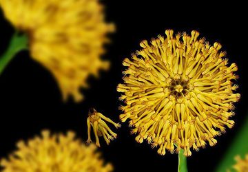 "Обнаженные" цветы и животные Сесилии Уэббер