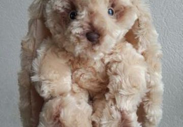 Плюшевый зайка