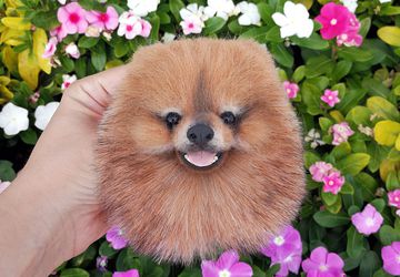 Шпицеброшечка