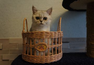 Корзина для фруктов