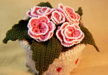 Фиалка розовая