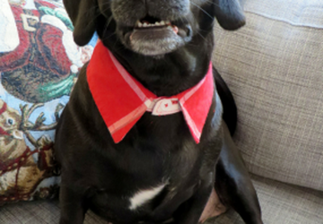 Стильный воротник для кошек и собак.