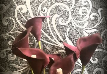 Каллы из фомиарана