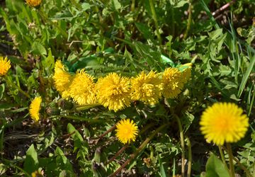 Ободок Одуванчики