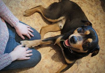 День Хвоста