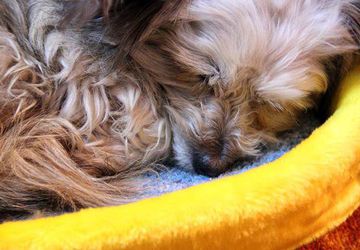 Как сделать лежанку для кота своими руками