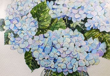 " Гортензия в цвету "