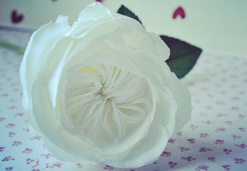 Пионовидная роза