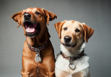 How to make a gift for dog lovers