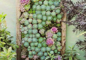 Вертикальный сад из суккулентов или живые картины
