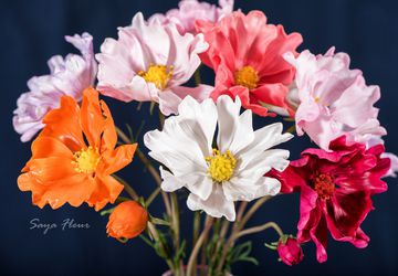 Космея из полимерной глины