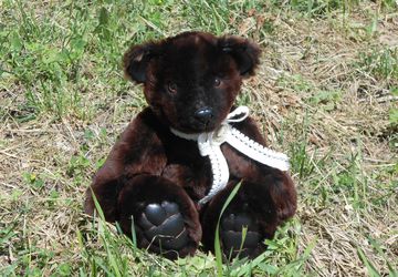 Мутоновый мишка Дениска.