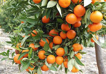 Вырастим апельсиновое дерево из косточки!