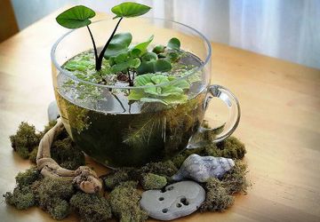 Мини-сад на рабочий стол