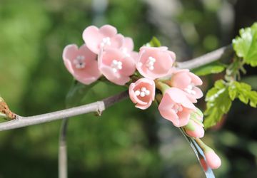 Ободок "Веточка сакуры"