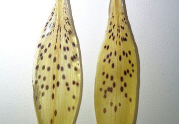 Серьги Лилия