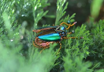 Брошь-жук из бисера "Компотик". Нет в наличии!