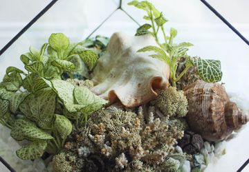 ФЛОРАРИУМ LIVING OCEAN GREEN