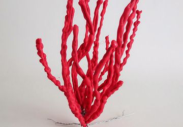 Кораллы своими руками.