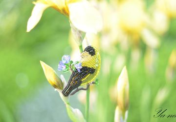 Брошь- птица из бисера, с пайетками и канителью "Чижик"