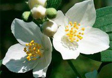 Жасмин и Кокос