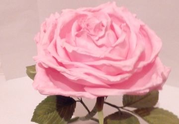 Интерьерная роза