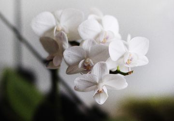 ФЛОРАРИУМ ORCHID IN PAPADIMAS