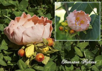 Зажим для волос.