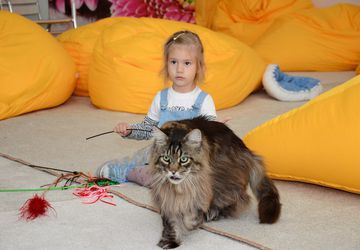 Международная выставка кошек в Пензе.