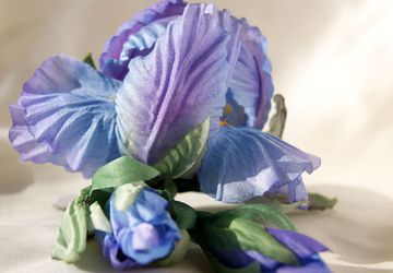 набор ирисов