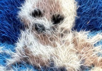 Морской котик