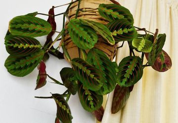 Горшок для цветов из БУМАЖНЫХ ПАКЕТОВ!