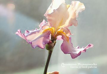 Мастер-класс "Ирис полноразмерный" - 24-25 августа (будни)