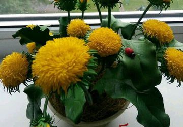 Одуванчики-солнечные зайчики