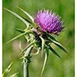 Sow No GMO Milk Thistle Non GMO Heirloom Therapeutic Garden Herb 50 Seeds