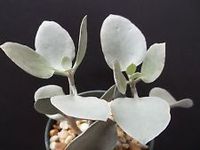 Kalanchoe Hildebrandtii rare succulent plant Silver Teaspoons exotic spoon 4"