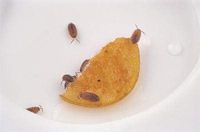 6703115 - Pill and Sow Bugs (15 Each) - Live Terrestrial Isopods (Pill Bugs and Sow Bugs) - Pack of 30