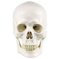 LXX Human Adult Skull Anatomical Model - 3 Parts - Life Sized Human Mold - Includes Full Set of Teeth